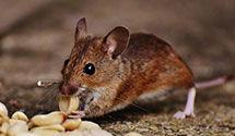 24 Hour & Emergency Exterminators in Point Mugu Nawc, CA